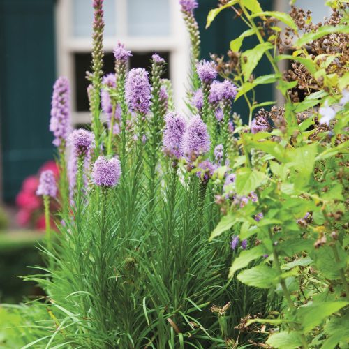 Liatris spicata Cdevroomen56