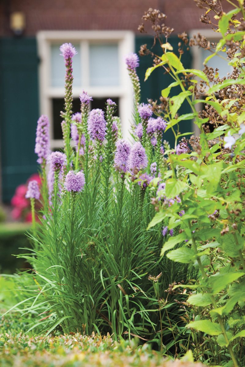 Liatris spicata Cdevroomen56