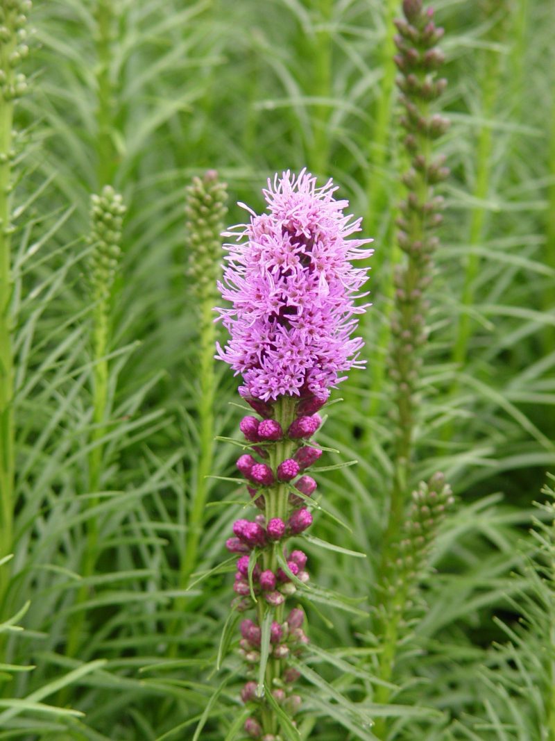 Liatris spicata bloom