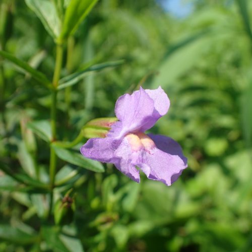 Mimulus ringens shutterstock 1307068213