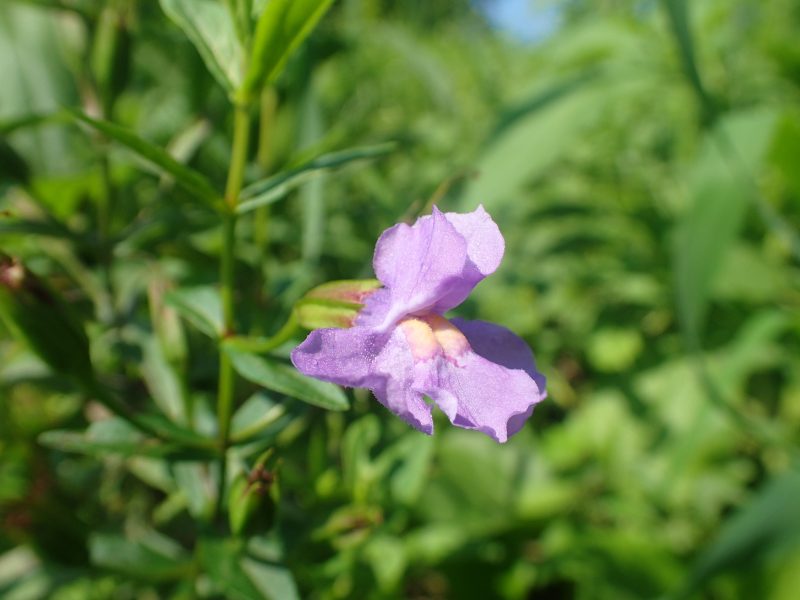 Mimulus ringens shutterstock 1307068213