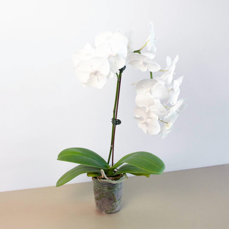 ORCHID PHALAENOPSIS.WHITE 1