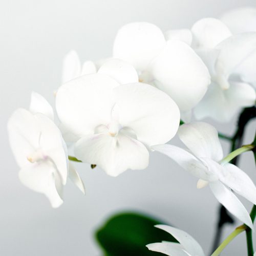 ORCHID PHALAENOPSIS.WHITE 2 1