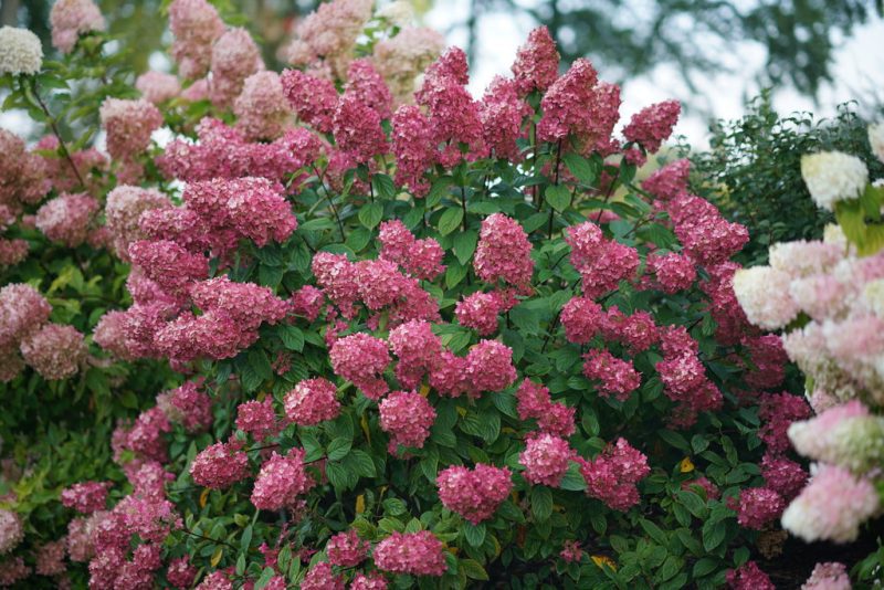 PWFireLight PanicleHydrangea2