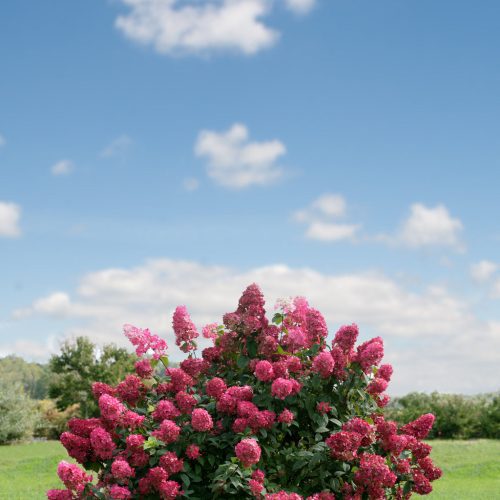 PWFireLight PanicleHydrangea33