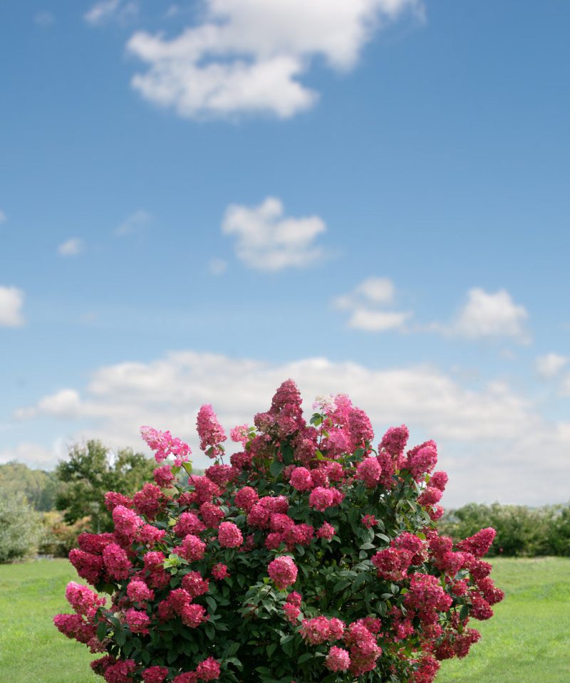 PWFireLight PanicleHydrangea33