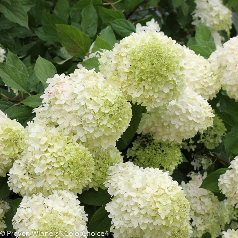 PW Limelight PanicleHydrangea2