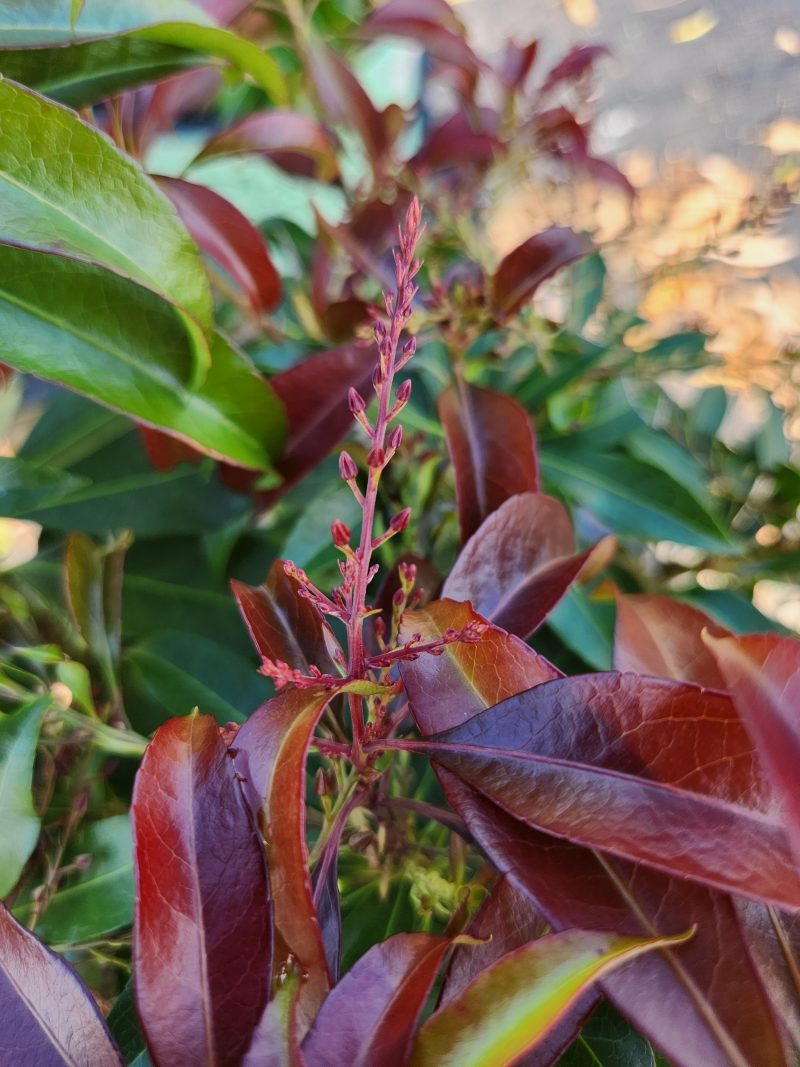 Pieris jap Katsura KPAX 2