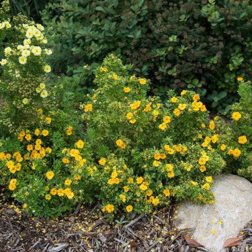 Potentilla Marmalade Cbailey