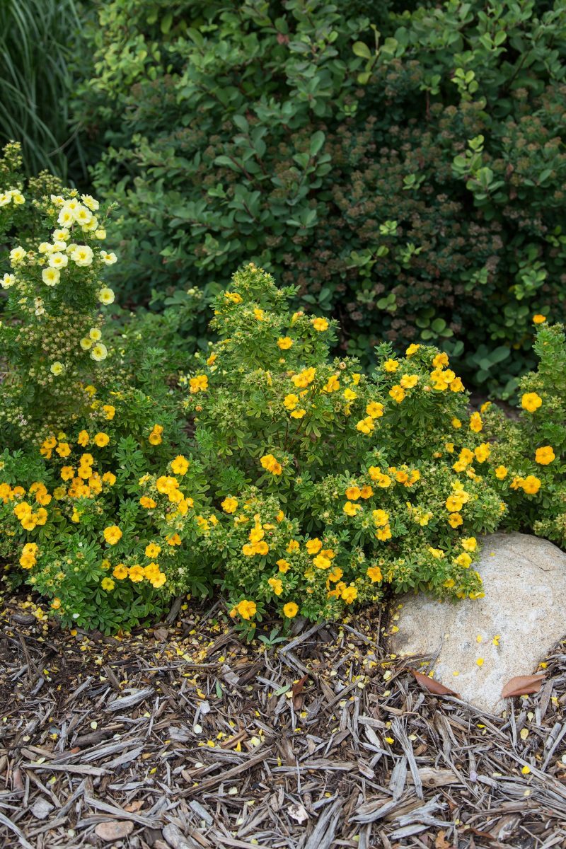 Potentilla Marmalade Cbailey