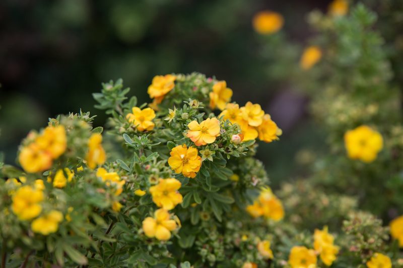 Potentilla Marmalade Cbailey54