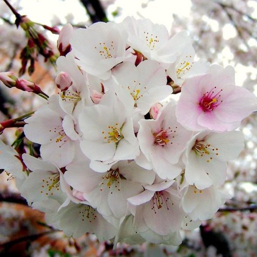 Prunus yedoensis Yoshino Flowering Cherry 1