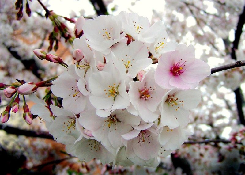 Prunus yedoensis Yoshino Flowering Cherry 1