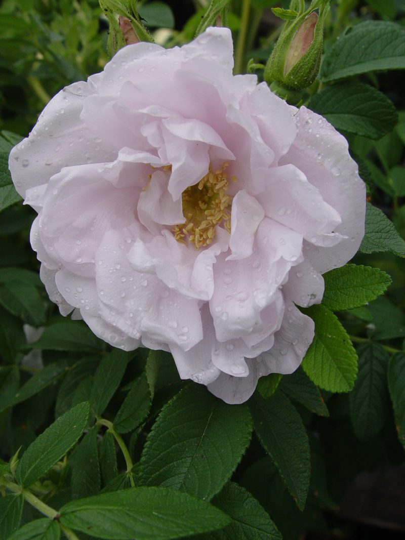 ROSA SNOWPAVEMENT