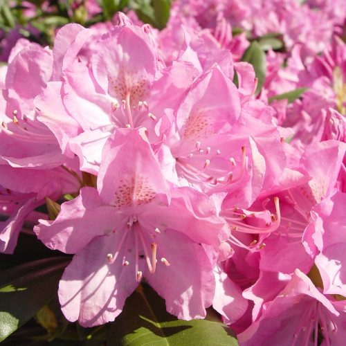 Rhododendron EnglishRoseumCloseUp