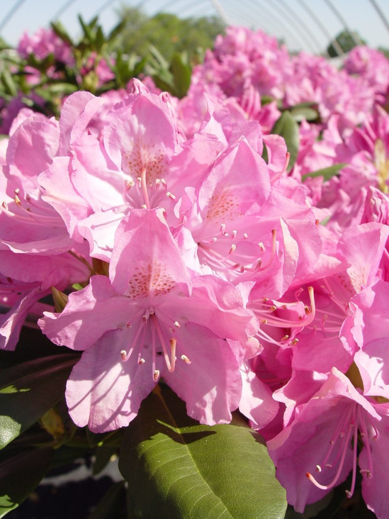 Rhododendron EnglishRoseumCloseUp