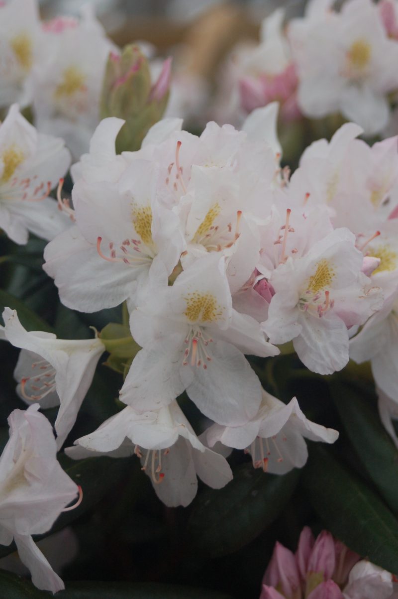 Rhododendron album ars