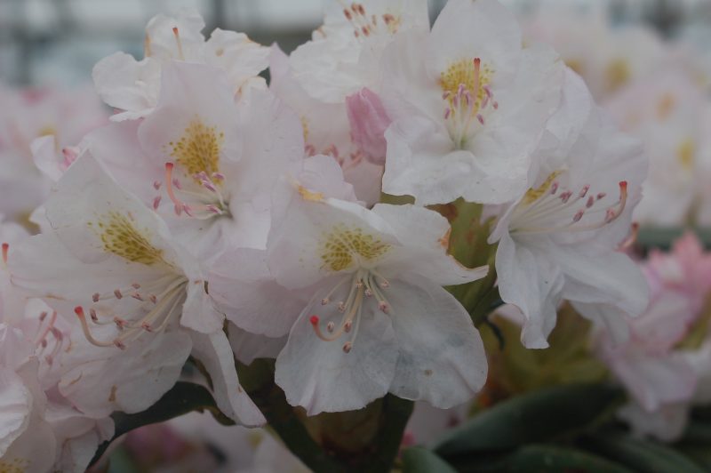 Rhododendron album ars9