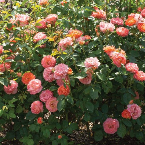 Rosa orange glow knock out Cstar564