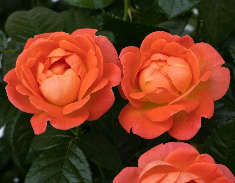 Rosa orange glow knock out Cstar924