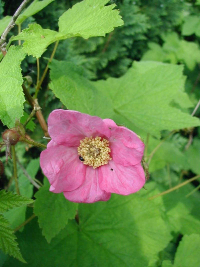 Rubus odoratus CWikipedia Dcoetzee