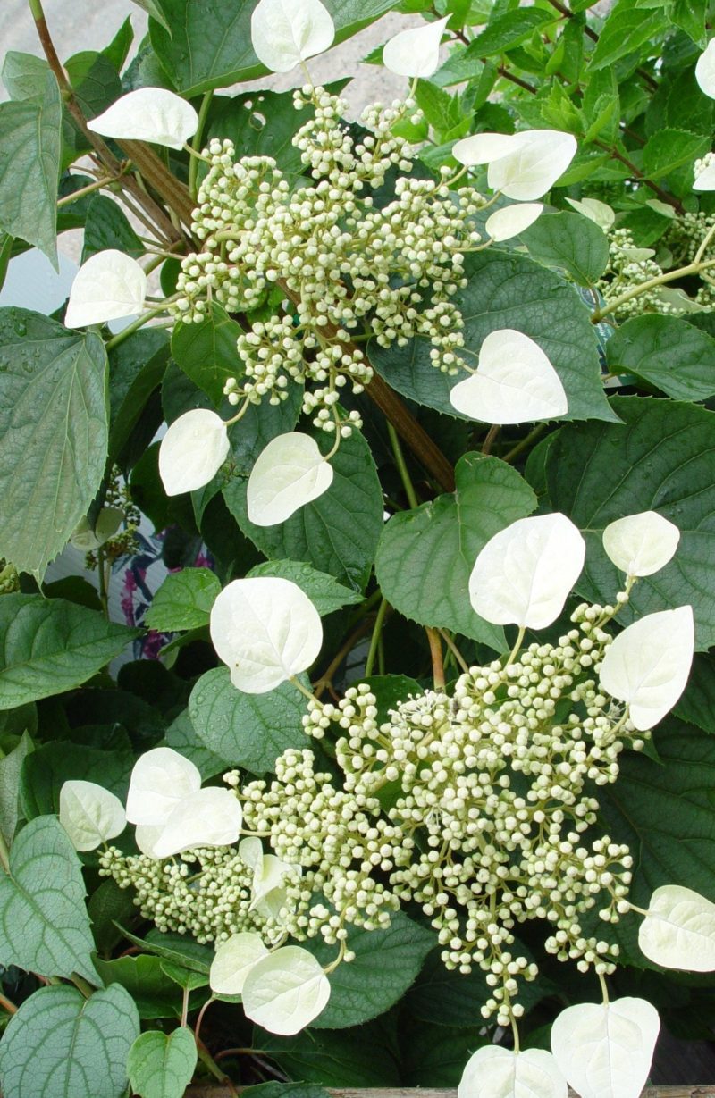 SCHIZOPHRAGMA. MOONLIGHT BEAUTYSHOT