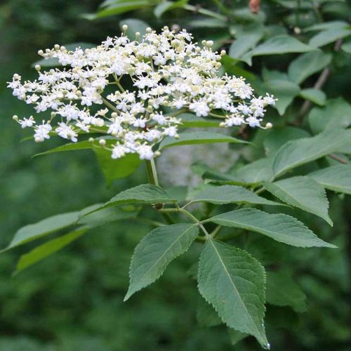 Sambucus Nigra 4a