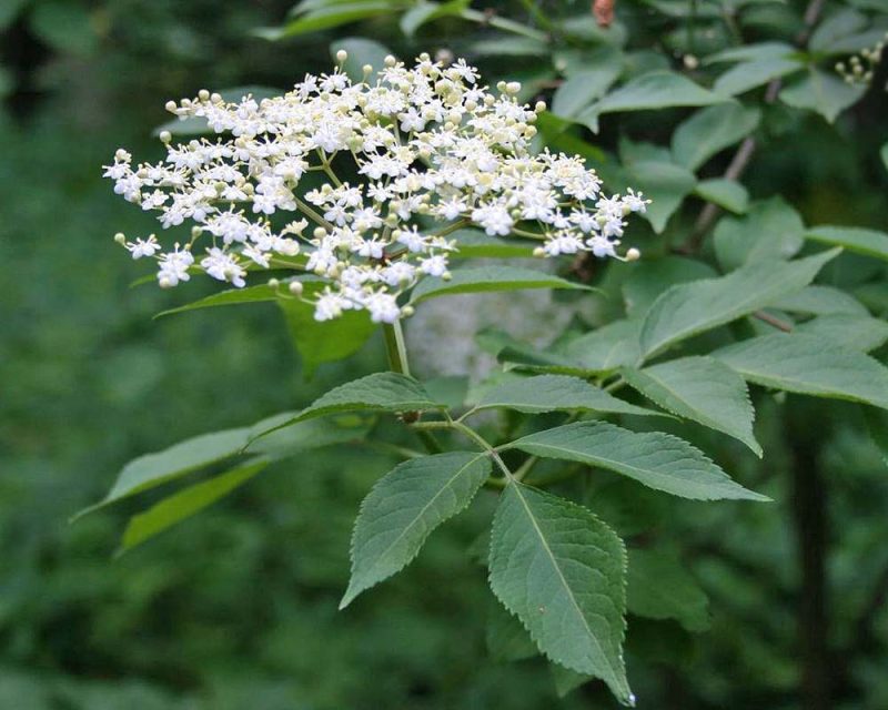 Sambucus Nigra 4a