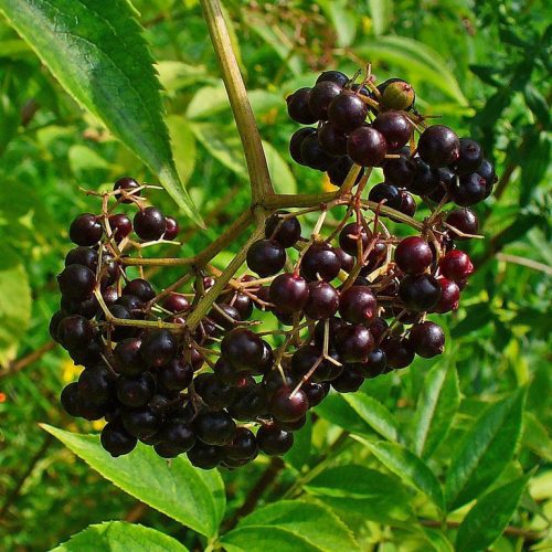 Sambucus canadensis 69PcenHibpk6