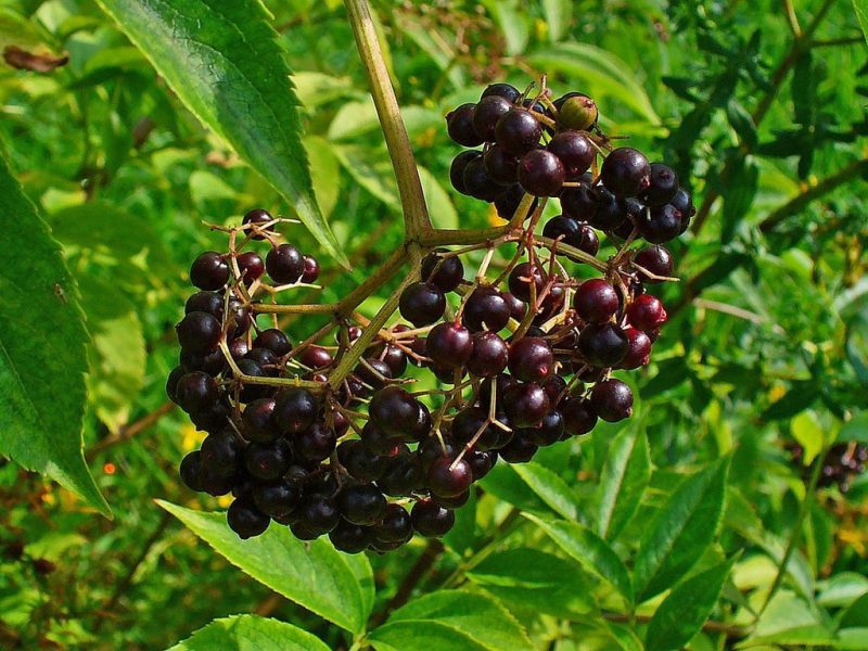 Sambucus canadensis 69PcenHibpk6