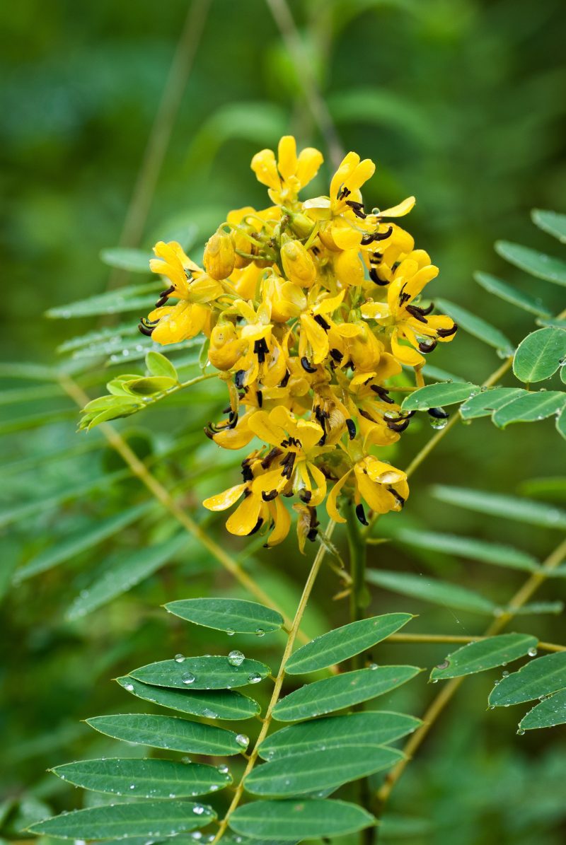 Senna hebecarpa Cshutterstock 1269867766