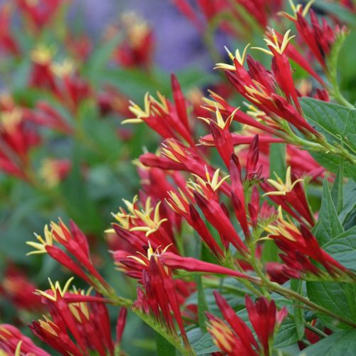 Spigelia marilandica LittleRedhead Cwalters2