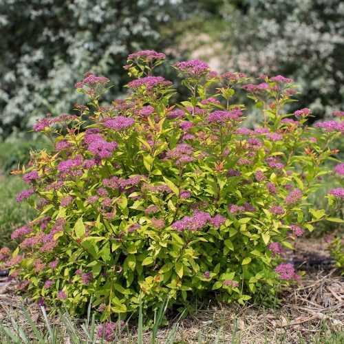 Spiraea Little Spark Cbailey