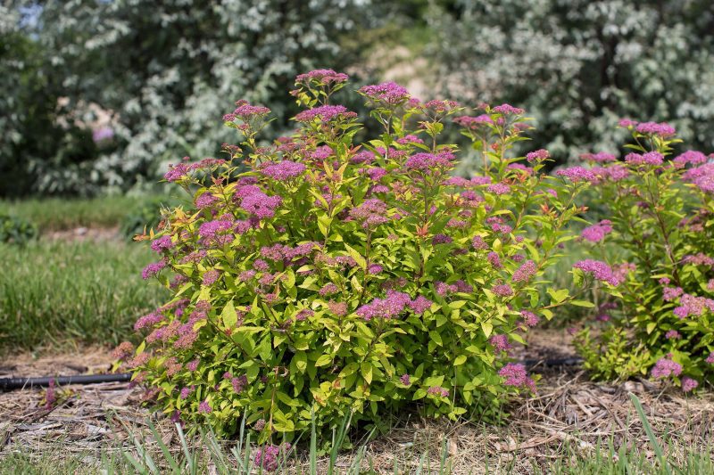 Spiraea Little Spark Cbailey