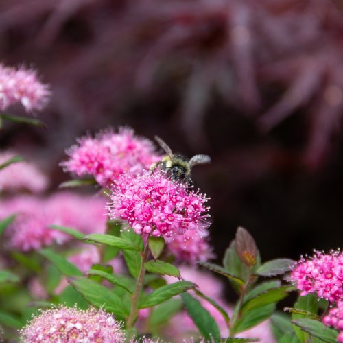 Spiraea Poprocks Petite Cvanbelle15