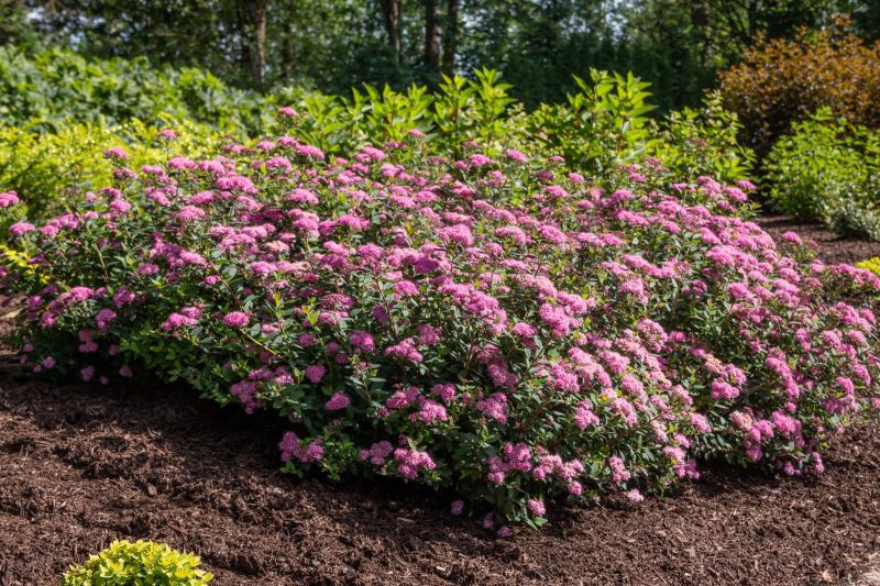 Spiraea Poprocks Petite Cvanbelle82