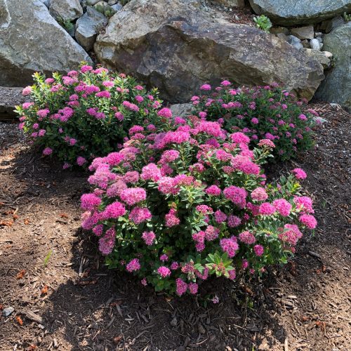 Spiraea Poprocks Petite Cvanbelle89