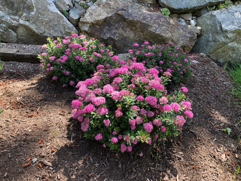 Spiraea Poprocks Petite Cvanbelle89