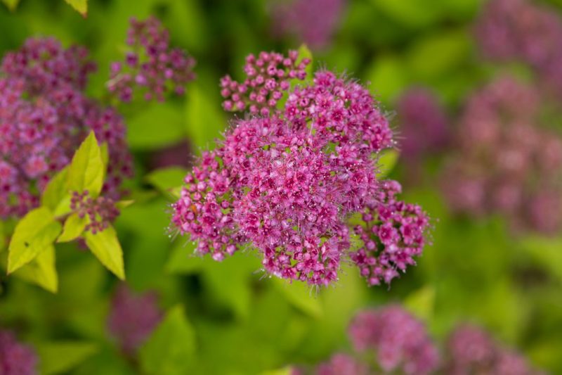 Spirea Little Spark CFE