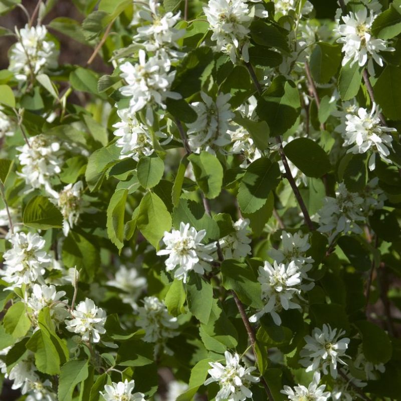 StandingOvation Serviceberry