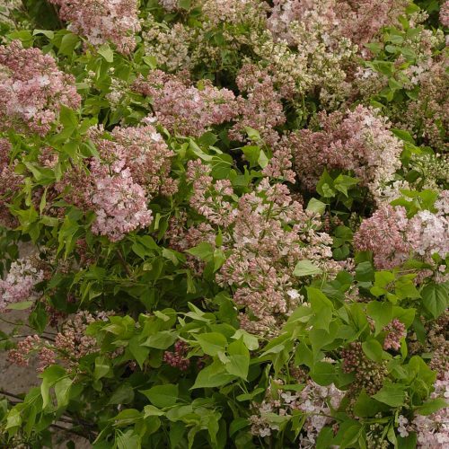 Syringa MaidensBlush