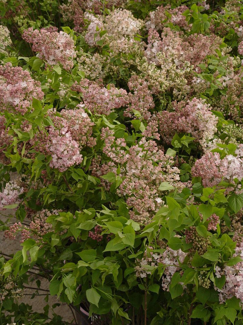 Syringa MaidensBlush