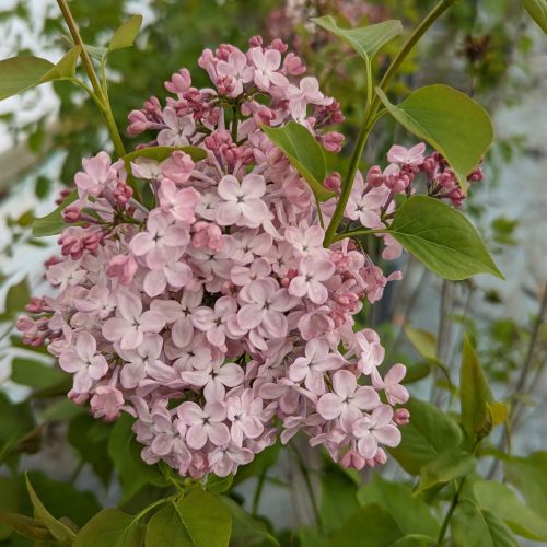 Syringa Maidens Blush Astorm