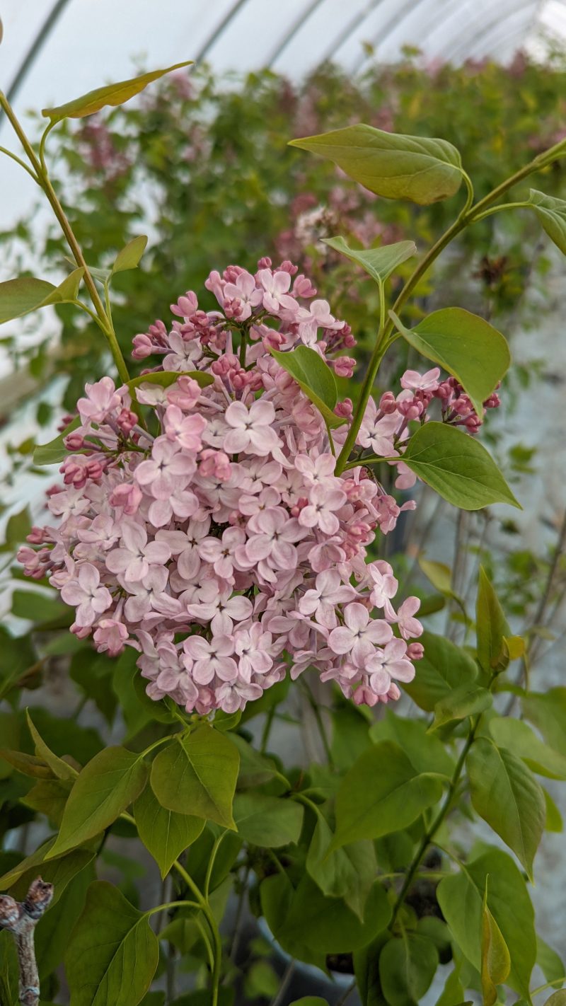 Syringa Maidens Blush Astorm