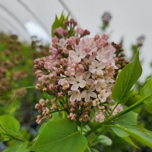 Syringa Maidens Blush KPAX