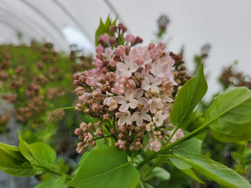 Syringa Maidens Blush KPAX