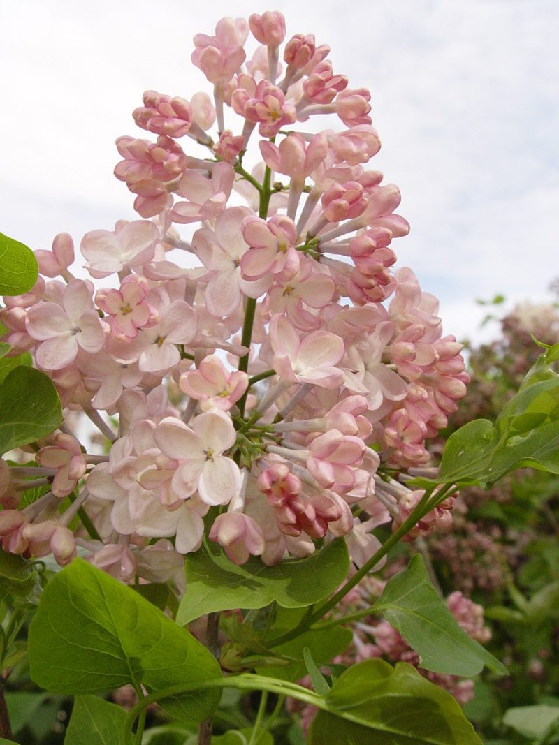 Syringa maidensBlush45