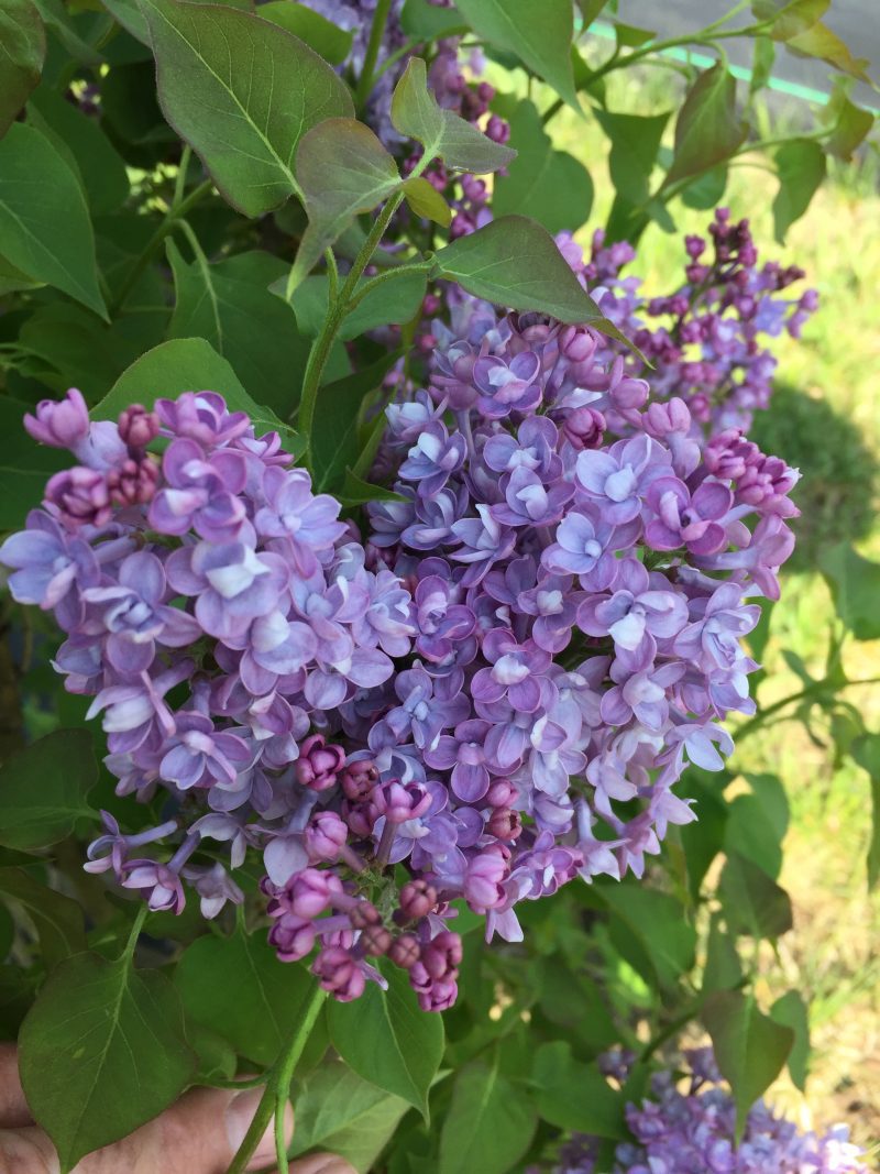 Syringa scentara double blue cpw