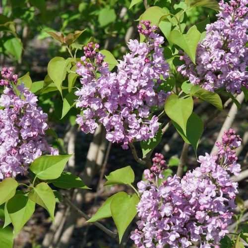 Syringa scentara double blue cpw3