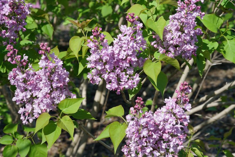 Syringa scentara double blue cpw3